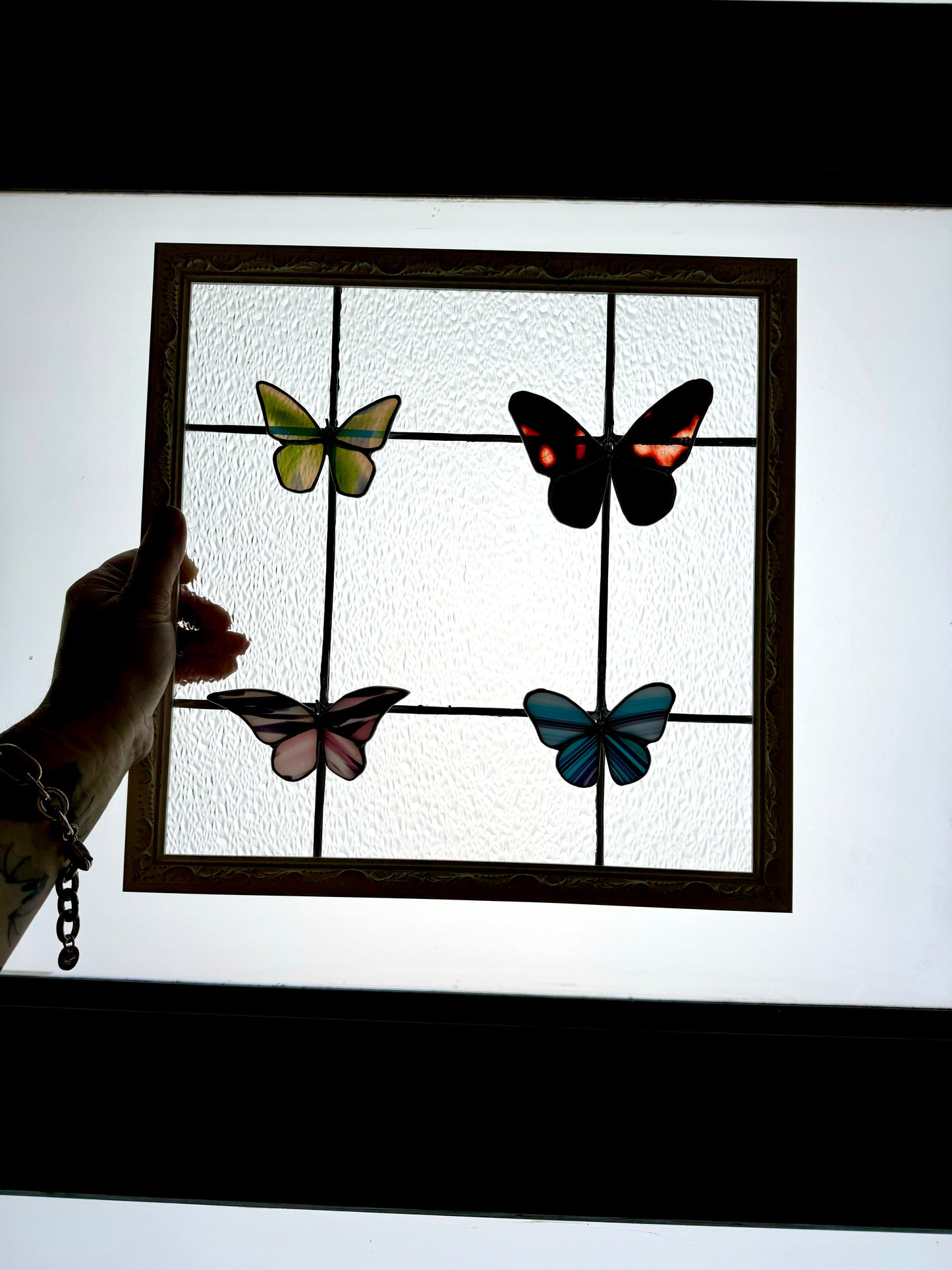 Butterfly Specimen Display