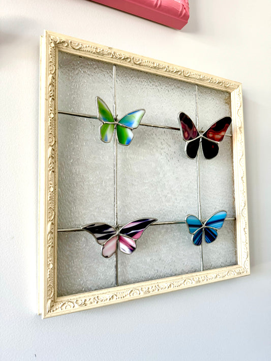 Butterfly Specimen Display